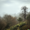 Fog and trees