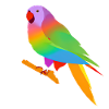 Cockatiel Bird Budgerigar Propriétaire d’oiseau