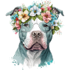 Nice pit bull