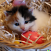 Kitten