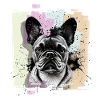 French Bulldog Frenchie