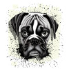 Boxer Dog