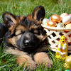 Puppy - German Shepherd