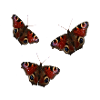 Butterflies