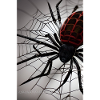Araignée