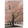 Cherry tree