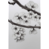 Cherry blossom