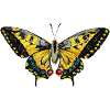 Papillon à queue d’hirondelle