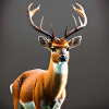Curious Deer