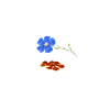 Superfood Flax Oil