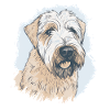 Soft Coated Wheaten Terrier