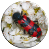 Le coléoptère ou loup-abeille
