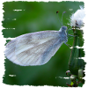 Butterfly resting on a thistle