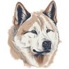 Akita