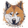 Akita