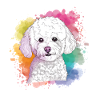 Bichon Frise