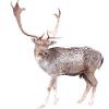Hirsch