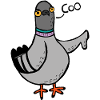 Coo / Boo Pigeon