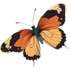 schmetterling schmetterlinge Geschenk