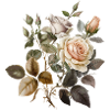 Beautiful roses