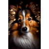 Shetland Sheepdog Dog Animal
