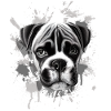 Boxer Dog