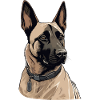 Malinois belge