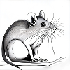 Ratte