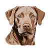 Chesapeake Bay Retriever
