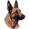 Belgian Malinois