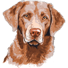 Chesapeake Bay Retriever