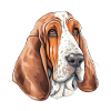 Basset Hound