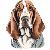 Basset Hound