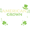 American Grown Irish Roots