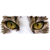 Yeux de chat
