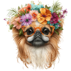 Cute Pekingesis