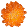 Calendula flower