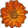 Abstract Marigold