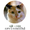 All cats are beautiful