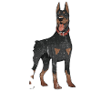 Dobermann Chien Doberman