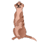 Meerkat