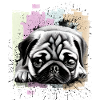 Pug