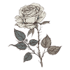 Rose blanche