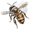 Bees are peaceful flying insects