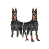 Dobermann Chien Doberman