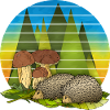 Igel