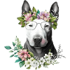 Beautiful Bull Terrier