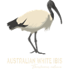 Australian white Ibis