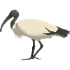 Australian White Ibis