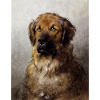 Realism Dogs Portrait Leonberger
